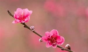 异性缘大增，生肖脱单月