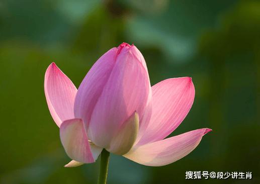 【月上旬，时来运转】属相财源广进，事业进步，生活更精彩！**

**